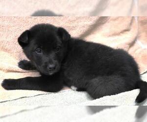 Mutt Dogs for adoption in Thief River Falls, MN, USA