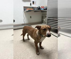 Chihuahua-Unknown Mix Dogs for adoption in Bakersfield, CA, USA