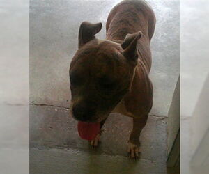 Staffordshire Bull Terrier Dogs for adoption in Sanford, FL, USA