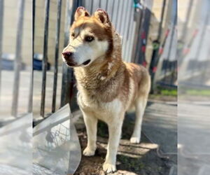 Siberian Husky Dogs for adoption in Riverside, CA, USA