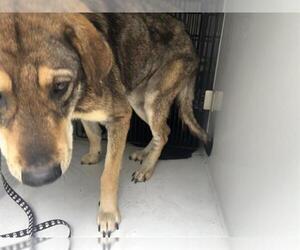 German Shepherd Dog-Unknown Mix Dogs for adoption in Houston, TX, USA