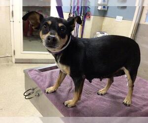 Miniature Pinscher Dogs for adoption in Riverside, CA, USA
