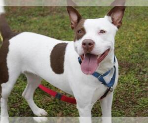 American Staffordshire Terrier Dogs for adoption in Tallahassee, FL, USA