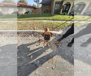 Boxer-Unknown Mix Dogs for adoption in San Antonio, TX, USA