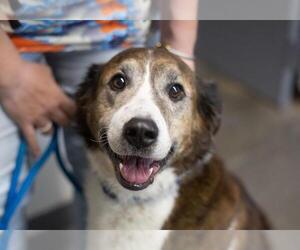 Great Pyrenees-Unknown Mix Dogs for adoption in Mountain Home, AR, USA