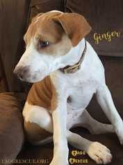 Beagle-Unknown Mix Dogs for adoption in Azle, TX, USA