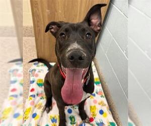 American Pit Bull Terrier Dogs for adoption in Brighton, CO, USA