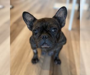 French Bulldog Dogs for adoption in Brooklyn, NY, USA