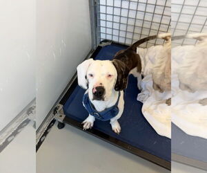 Basschshund Dogs for adoption in Chico, CA, USA