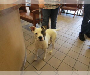 American Pit Bull Terrier-Unknown Mix Dogs for adoption in Ocala, FL, USA