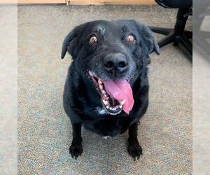 Labrador Retriever Dogs for adoption in Lindon, UT, USA