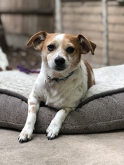 Jack Russell Terrier-Unknown Mix Dogs for adoption in San Diego, CA, USA