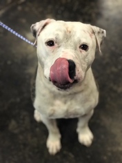 Bullypit Dogs for adoption in Flower Mound, TX, USA