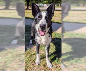German Shepherd Dog-Great Pyrenees Mix Dogs for adoption in Akron, OH, USA