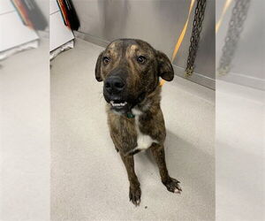 Siberian Husky-Unknown Mix Dogs for adoption in Fairbanks, AK, USA