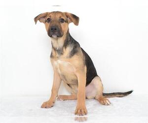 Chinese Shar-Pei-German Shepherd Dog Mix Dogs for adoption in Oroville, CA, USA