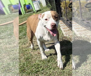 American Pit Bull Terrier-Unknown Mix Dogs for adoption in Virginia Beach, VA, USA