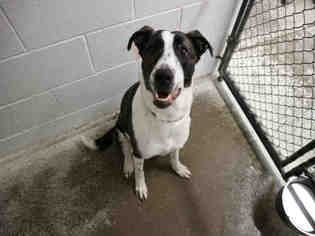 Unknown-Whippet Mix Dogs for adoption in Bowling Green, OH, USA