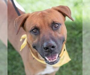 Boxer-Unknown Mix Dogs for adoption in San Diego, CA, USA