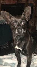 Chihuahua-Unknown Mix Dogs for adoption in Midland, TX, USA