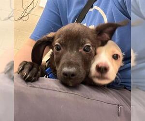 Beagle-Unknown Mix Dogs for adoption in Brighton, CO, USA