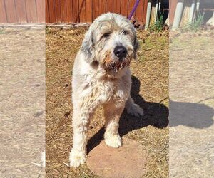Mutt Dogs for adoption in Wetumpka, AL, USA
