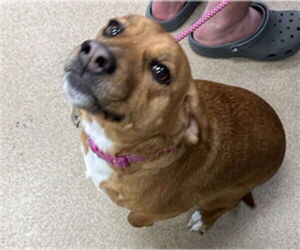 Beagle-Unknown Mix Dogs for adoption in Plano, TX, USA