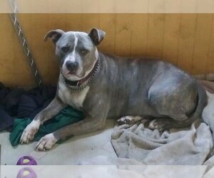 American Pit Bull Terrier Dogs for adoption in San Luis Rey, CA, USA