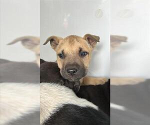 Shepradors Dogs for adoption in Houston, TX, USA