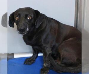 Dachshund-Unknown Mix Dogs for adoption in San Antonio, TX, USA