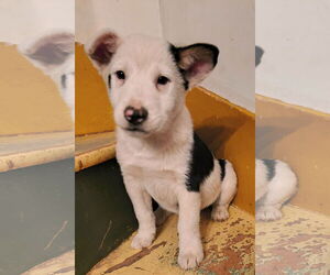 Mutt Dogs for adoption in Garden City, NY, USA