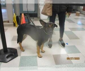 German Shepherd Dog-Unknown Mix Dogs for adoption in Oklahoma City, OK, USA