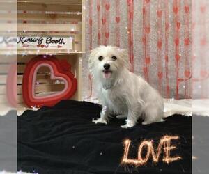 Maltese-Unknown Mix Dogs for adoption in Bellbrook, OH, USA