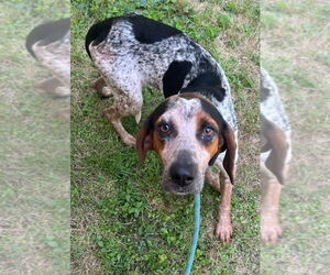Mutt Dogs for adoption in Tarboro, NC, USA