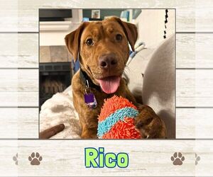 Labrador Retriever Dogs for adoption in Limerick, ME, USA