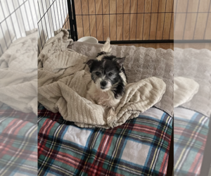 Mutt Dogs for adoption in Candler, NC, USA
