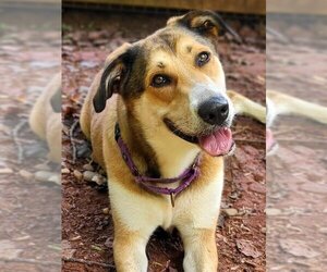 Collie-Retriever  Mix Dogs for adoption in Newfoundland, PA, USA