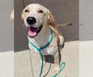 Labrador Retriever-Unknown Mix Dogs for adoption in Tulsa, OK, USA