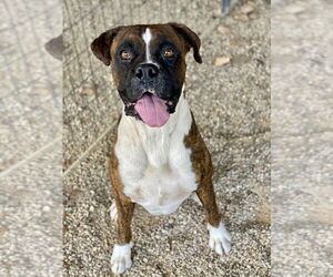 Boxer Dogs for adoption in Austin, TX, USA