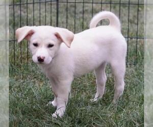Labrador Retriever-Unknown Mix Dogs for adoption in Zimmerman, MN, USA