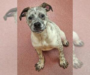 Box heeler Dogs for adoption in Ogden, UT, USA