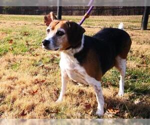 Jack-A-Bee Dogs for adoption in Warrenton, VA, USA