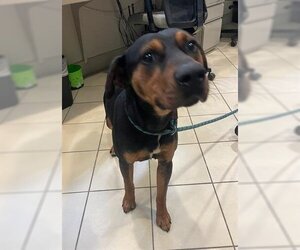 Black and Tan Coonhound-Rottweiler Mix Dogs for adoption in Newton, NC, USA