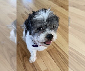 Shih Tzu Dogs for adoption in Oak Bluffs, MA, USA