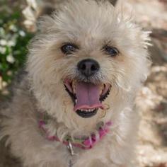 Poodle (Miniature)-Unknown Mix Dogs for adoption in Newhall, CA, USA