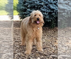 Golden Retriever Dogs for adoption in Bloomingdale, NJ, USA