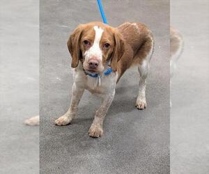 Beagle Dogs for adoption in Forestville, MD, USA