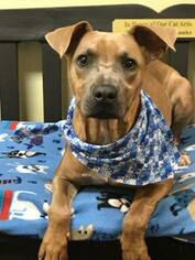 American Pit Bull Terrier-Unknown Mix Dogs for adoption in Winchester, TN, USA
