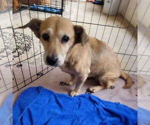 Mutt Dogs for adoption in Middlesex, VT, USA