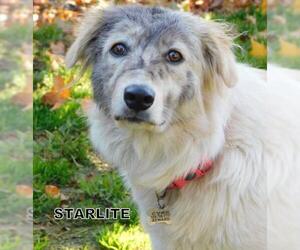 Australian Retriever Dogs for adoption in Lindsay, CA, USA